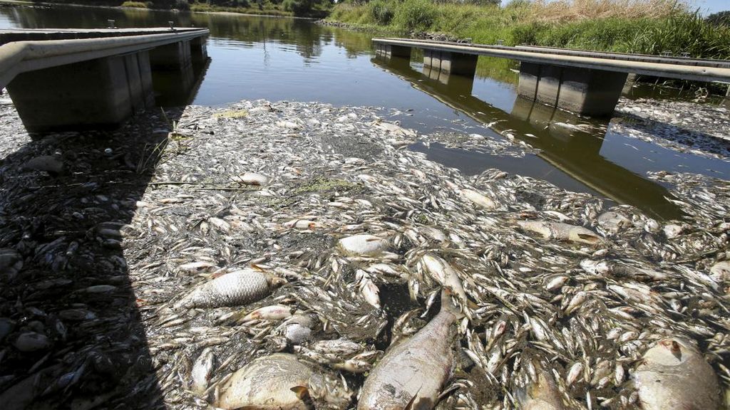 FOTO: Ikan Punah Massal di Sungai Surut Berlimbah di Polandia